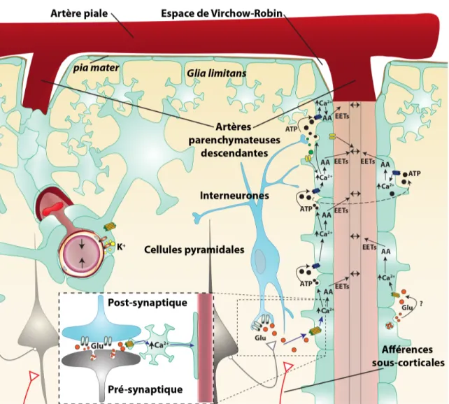 Figure 1. Anatomie générale du système artériel parenchymateux du cortex
