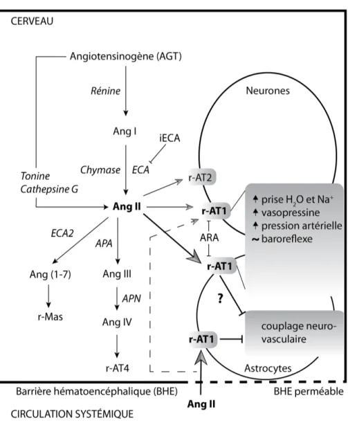 Figure 3. Voies intracérébrales de synthèse et de dégradation de l’Ang II et