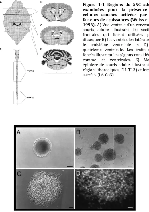Figure	
  1-­‐2	
  Neurosphères	
  générées	
  à	
  partir	
  d’un	
   segment	
   thoracique	
   de	
  	
   moelle	
   épinière	
   adulte	
   (Weiss	
   et	
   al.,	
   1996).	
   A)	
   Neurosphère	
   primaire	
   B,C,D.	
   Neurosphères	
   secondaires	
  