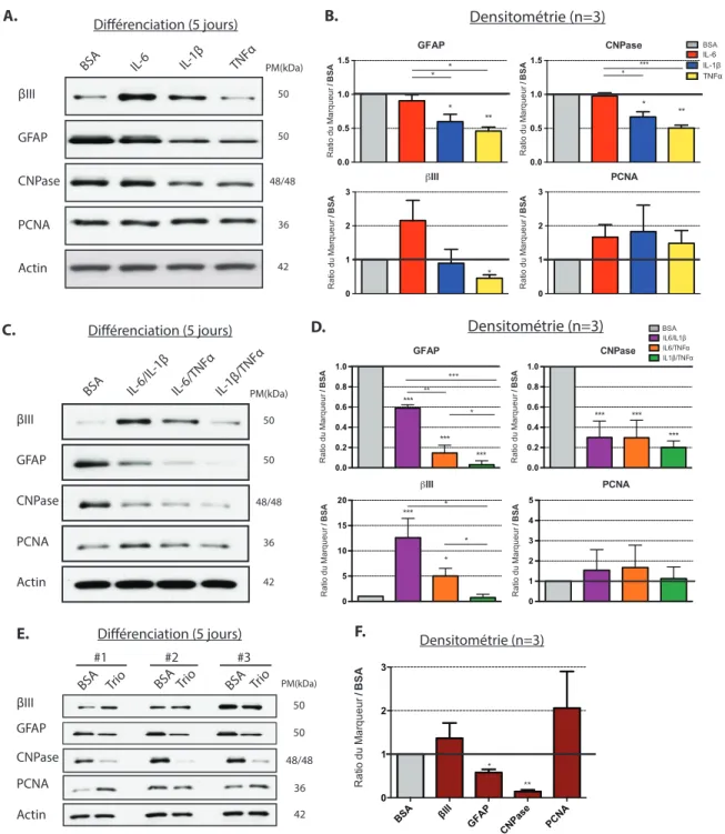 Figure	   3-­‐4.	   Les	   cytokines	   inflammatoires	   modulent	   la	   différenciation	   in	   vitro	   des	   cellules	   souches/progénitrices	  de	  la	  moelle	  épinière	  (voir	  légende	  p.40).	  