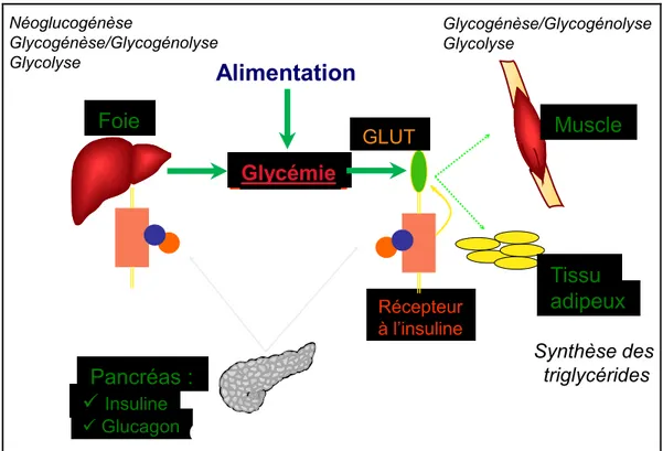 Figure 8 : Régulation glycémique normale 