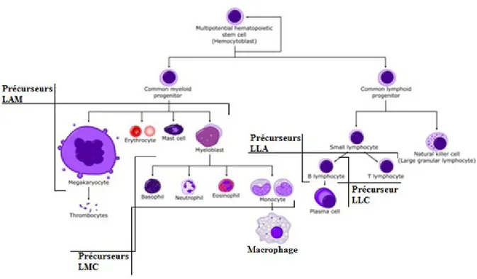 Figure 1 : L’hématopoïèse. 