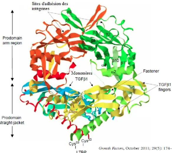 Figure 2 : Structure du pro-TGF-β.  