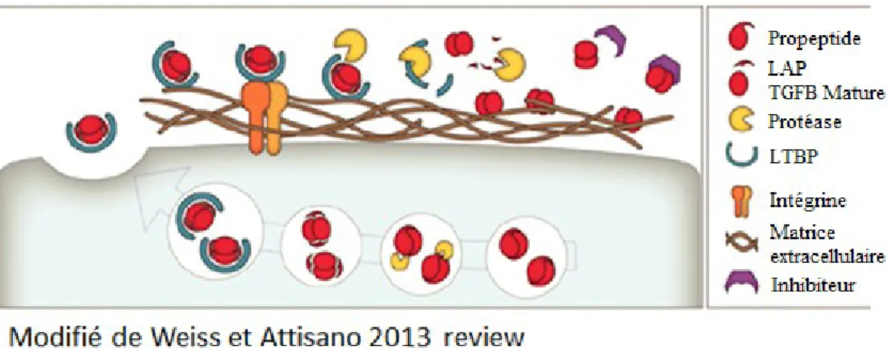 Figure 3 : Processus de production, de sécrétion et d’activation du TGF-β. 