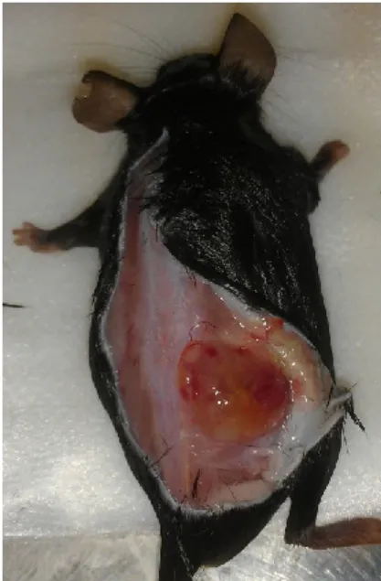 Figure 6 :  Tume ur  EL4  de  21 jours dans le bas du dos  d’une souris B6.SJL 