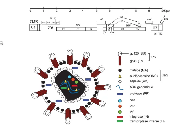 Figure	
  1:	
  Schématisation	
  du	
  génome	
  et	
  de	
  la	
  structure	
  du	
  VIH-­‐1	
  (A)	
  Organisation	
  génomique	
   du	
  VIH-­‐1.	
  (B)	
  Organisation	
  structurelle	
  du	
  VIH-­‐1.	
  