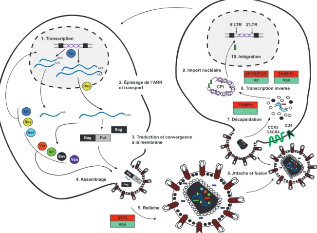 Figure	
   2:	
   Infection	
   productive	
   et	
   prolifération	
   du	
   VIH-­‐1.	
   Schéma	
  illustrant	
  l'infection	
  d'une	
   cellule	
   cible	
   avoisinante	
   par	
   une	
   cellule	
   productivement	
   infectée,	
   en	
   10	
   étapes:	
   1)	
   La	
   transcription	
  2)	
  L'épissage	
  de	
  l'ARN	
  et	
  transport	
  3)	
  Traduction	
  et	
  convergence	
  à	
  la	
  membrane	
  4)	
   Assemblage	
  5)	
  Relâche	
  6)	
  Attache	
  et	
  fusion	
  7)	
  Décapsidation	
  8)	
  Transcription	
  inverse	
  9)	
  Import	
   nucléaire	
   10)	
   Intégration.	
   Les	
   étapes	
   affectées	
   par	
   un	
   facteur	
   de	
   restriction	
   de	
   l'hôte	
   sont	
   accompagnées	
  d'un	
  encadré	
  où	
  en	
  rouge	
  est	
  indiqué	
  le	
  facteur	
  de	
  restriction	
  impliqué	
  et	
  en	
  vert	
   le	
  facteur	
  viral	
  l'antagonisant,	
  lorsque	
  applicable.	
  