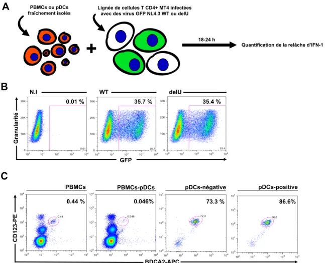 Figure	
   4:	
   Présentation	
   du	
   système	
   de	
   co-­‐culture	
   (A)	
   Le	
   système	
   d'étude	
   de	
   la	
   réponse	
   antivirale	
  de	
  type	
  IFN-­‐1	
  des	
  pDCs	
  en	
  réponse	
  aux	
  cellules	
  infectées	
  par	
  le	
  VIH-­‐1	
  consiste	
  en	
  la	
  co-­‐ cultures	
  de	
  PBMCs	
  ou	
  de	
  pDCs	
  avec	
  la	
  lignée	
  de	
  cellules	
  T	
  CD4+	
  MT4	
  (MT4)	
  infectées.	
  Après	
  18-­‐ 24	
   heures	
   de	
   co-­‐culture,	
   la	
   concentration	
   d'IFN-­‐1	
   relâchée	
   dans	
   les	
   surnageants	
   de	
   culture	
   est	
   quantifiée	
   à	
   l'aide	
   du	
   système	
   rapporteur	
   d'IFNα/β	
   cellulaire	
   HEK-­‐Blue.	
   (B)	
   48	
   heures	
   suite	
   à	
   leur	
  infection,	
  la	
  concentration	
  de	
  cellules	
  MT4	
  non	
  infectée	
  (N.I),	
  infectées	
  avec	
  un	
  virus	
  sauvage	
   (WT)	
   ou	
   un	
   virus	
   isogénique	
   n'exprimant	
   pas	
   Vpu	
   (delU)	
   est	
   déterminée	
   en	
   fonction	
   de	
   leur	
   expression	
  de	
  la	
  GFP	
  en	
  cytométrie	
  en	
  flux.	
  Ceci	
  permet	
  de	
  mettre	
  en	
  culture	
  avec	
  les	
  PBMCs	
  ou	
   pDCs	
  un	
  nombre	
  de	
  cellules	
  MT4	
  à	
  un	
  même	
  taux	
  d'infection	
  entre	
  les	
  conditions	
  WT	
  et	
  delU.	
  (C)	
   La	
   concentration	
   en	
   pDCs	
   de	
   chaque	
   fraction	
   soit	
   PBMCs,	
   PBMCs	
   déplétés	
   de	
   pDCs	
   (PBMCs-­‐