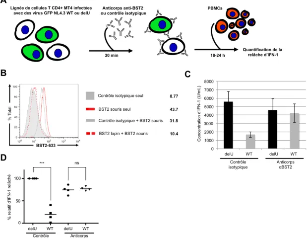 Figure	
   6:	
   Le	
   blocage	
   de	
   surface	
   de	
   BST2	
   par	
   des	
   anticorps	
   polyclonaux	
   annule	
   l'effet	
   immunorégulateur	
  de	
  Vpu