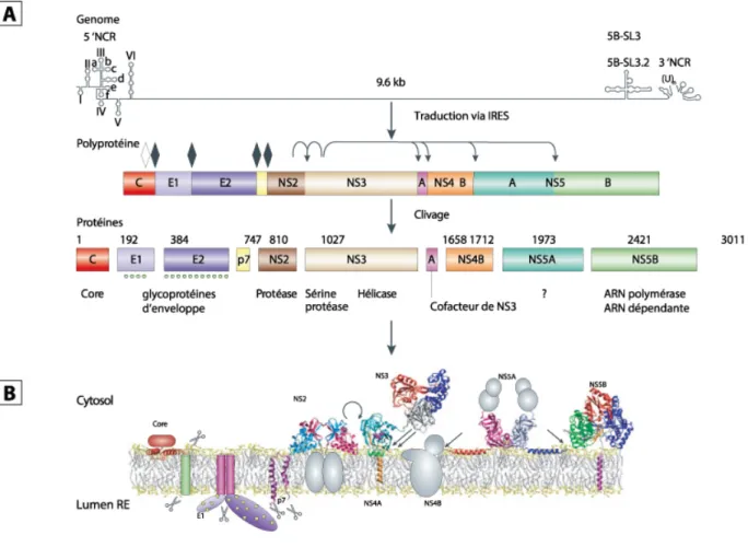 Figure 3 : Traduction du génome viral en polyprotéine et enchâssement du protéome au réticulum  endoplasmique