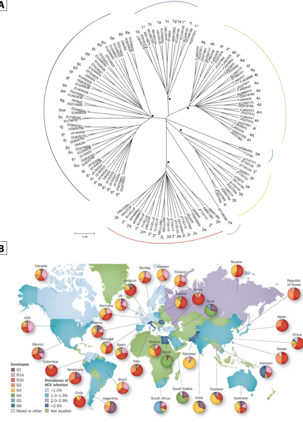 Figure 4 : Répartition géographique et phylogénétique des différents génotypes du VHC