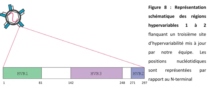 Figure 8 : Représentation  schématique des régions  hypervariables 1 à 2  flanquant un troisième site  d’hypervariabilité mis à jour  par notre équipe