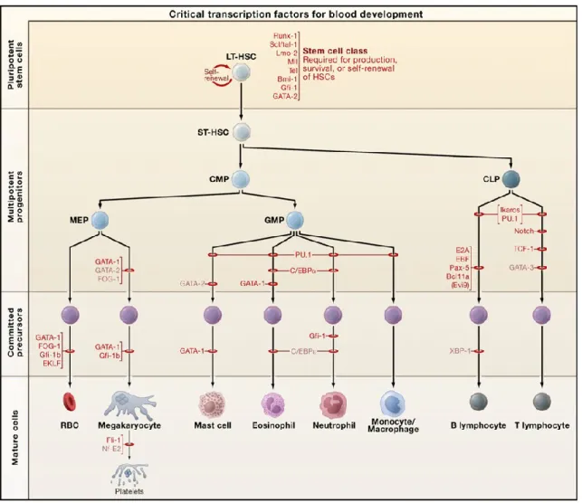 Figure 1.1 : L’hématopoièse et les facteurs de transcription impliqués.  Réédité à partir de Cell  1  © 2008, avec la permission d’ Elsevier