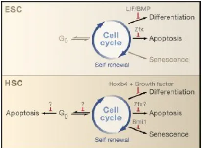 Figure 1.2 : Auto-renouvellement et survie des CSH. 
