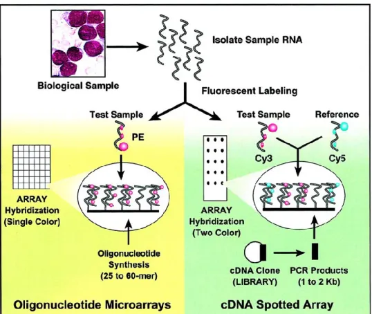 Figure 1.3: Comparaison entre les puces à oligonucléotides et les puces à  polymorphisme nucléotidique