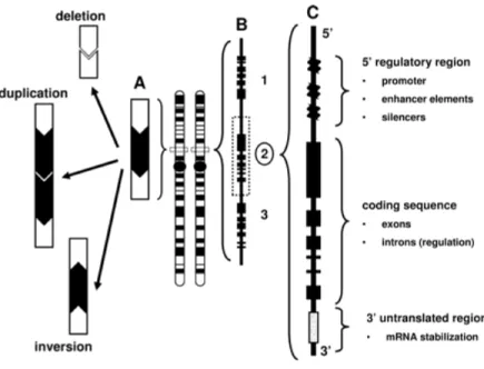 Figure 8 : Diagramme d’une variation du nombre de copies. Tiré de Copy Number Variation in the Human Genome and Its Implications for Cardiovascular Disease