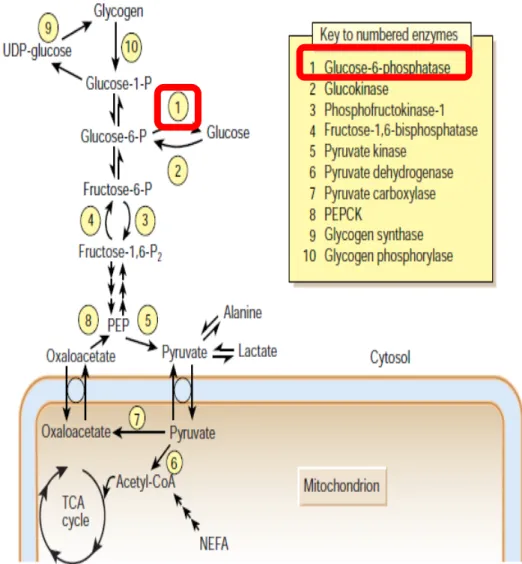Figure 1: Glucose metabolism in liver (Moller, 2001). 
