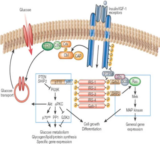 Figure 3: Insulin signaling pathways (Saltiel and Kahn, 2001). 