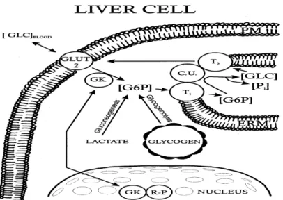 Figure 3 : Localisation de la G6Pase dans la cellule hépatique et schématisation de la dernière  étape de la néoglucogenèse (tirée de (Nordlie, Foster et al