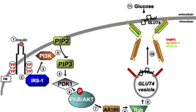 Figure  4 :  Activation  de  la  translocation  des  transporteurs  GLUT4  vers  la  membrane  cytoplasmique et augmentation du transport de glucose dans les cellules musculaires suite à la  stimulation par la voie de signalisation de l’insuline (tirée de 