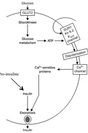 Figure 8 : Mode d’action des insulinosécrétagogues (adaptée et modifiée à partir de (Krentz  and Bailey 2005))