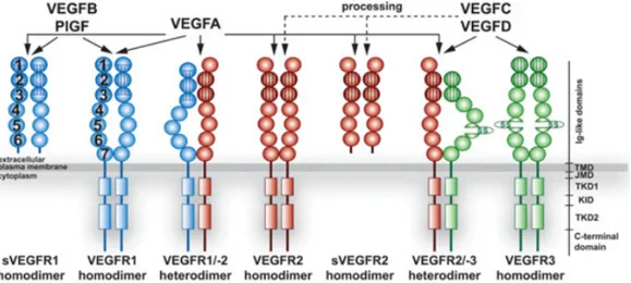 Figure	
  2.	
  Le	
  VEGF	
  et	
  les	
  récepteurs	
  	
  