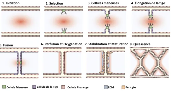 Figure	
  3.	
  Les	
  étapes	
  de	
  l’angiogenèse	
  :	
  formation	
  de	
  nouveaux	
  capillaires.	
  