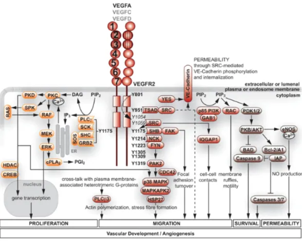 Figure	
  4.	
  La	
  signalisation	
  cellulaire	
  régulée	
  par	
  le	
  VEGF	
  	
  