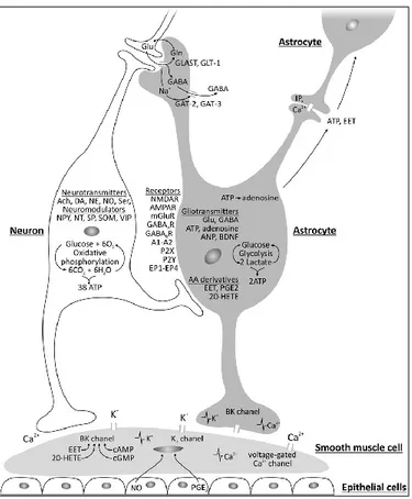 Figure  2.4.  Factors  involved  in  neurovascular  coupling.  The  Ca 2+   concentration  in  astrocytic  endfeet and the level of K +  decides the vascular response (i.e., vasodilation or vasoconstriction)