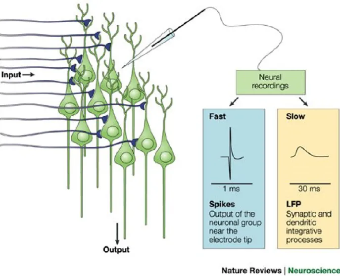 Figure 2.6. Recordings of neural activity. Microelectrodes located at a distance (&gt; 50 µm) from a  group of neurons capture electrical fast activity, which reflects the output of the neurons in the  area (spike), slow potentials indicating local integra