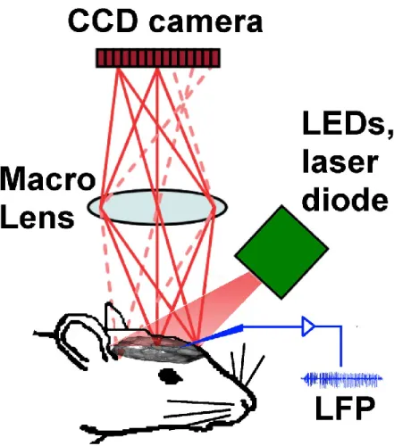 Figure 3.1. Set up of intrinsic optical imaging system. Mouse brain cortex was shined with LEDs  and laser diode with time-multiplexed illumination