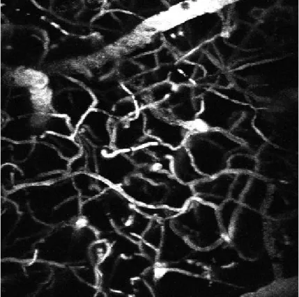 Figure  3.3.  Two-photon  microscopy  projection  of  vessels  and  capillaries  through  the  cranial  window after intra-venous injection of FITC