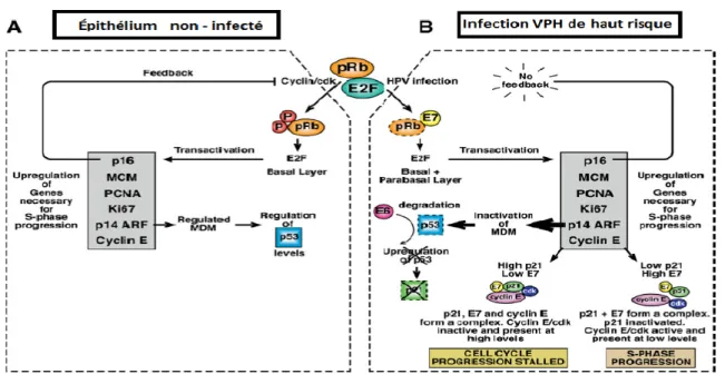 Figure 7 : Stimulation de la progression dans le cycle cellulaire par les VPHs à haut risque [18]