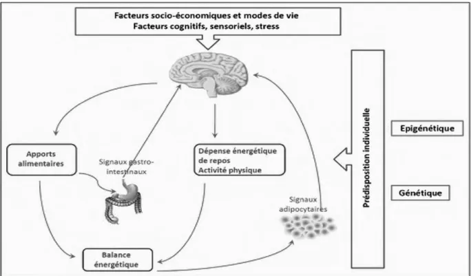 Figure 4 : Interaction entre les composantes majeures de la régulation pondérale.   Source : Pigeyre (2010)