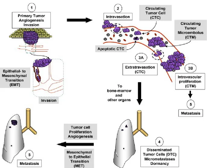 Figure I.1. Invasion-metastasis cascade. Angiogenesis initiates to meet the metabolic demand 