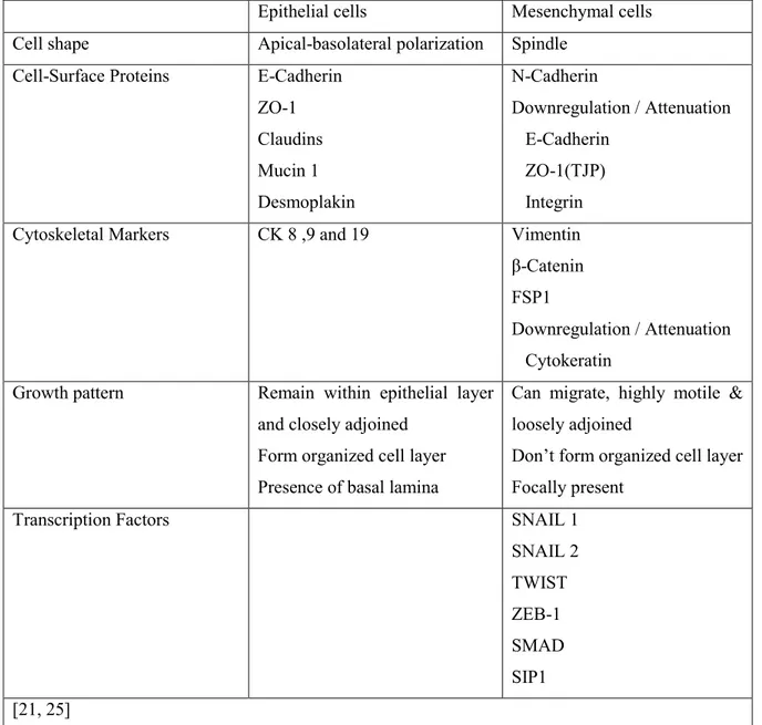 Table I-I. Comparison between epithelial and mesenchymal phenotype. 