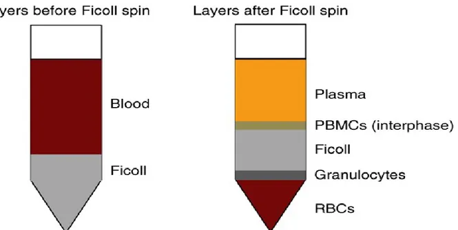 Figure I.2. Ficoll density separation of PBMC and tumor cells.  Blood is layered on top of 