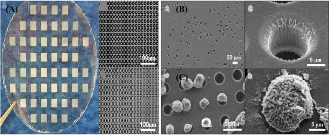 Figure I.3. Comparison of microfabrication and track-etched membranes. Scanning electron 