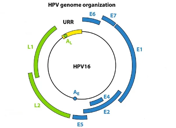Figure I.10. The HPV genome and ORF function. E1 and E2: viral DNA replication. E4: viral 