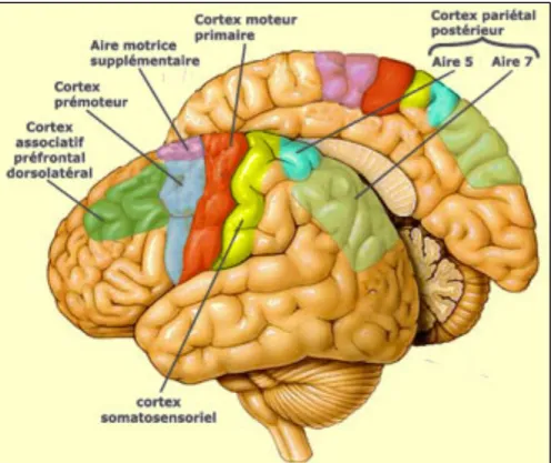 Figure 3 : Illustration des différentes régions corticales impliquées dans les circuits moteurs