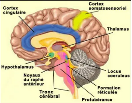 Figure 5. Illustration du cortex cingulaire. Source : Figure libre de droits d’auteurs (Copyleft) 