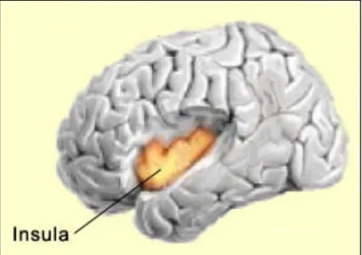 Figure 6. Identification de l’insula, une structure sous-corticale impliquée dans l’engagement 