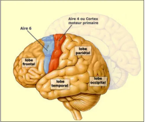 Figure  7.  Localisation  des  différents  lobes  du  cerveau.  Source :  Figure  libre  de  droits 