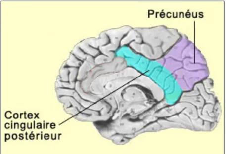 Figure  8.  Illustration  du  précunéus,  structure  impliquée  dans  les  habiletés  de  planification