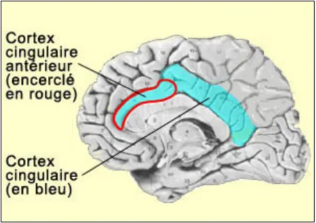 Figure  9.  Localisation  du  cortex  cingulaire,  région  corticale  impliquée  dans  plusieurs 