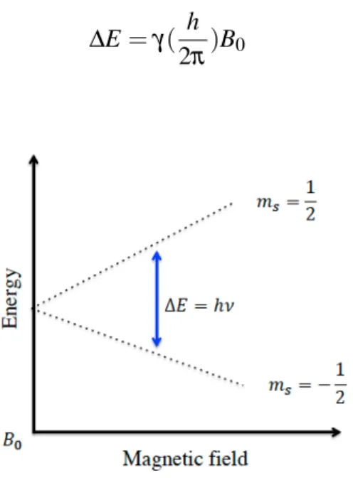 Figure 1.1 – Zeeman splitting; energy level for a nucleus with spin quantum number of 1/2
