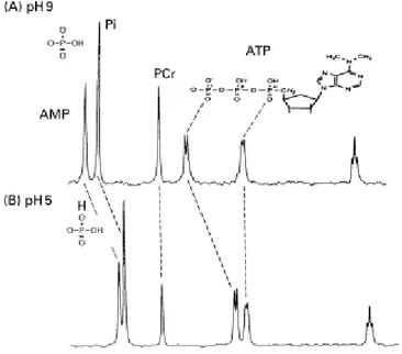 Figure 1.11 – Displacement of the physiological 31 P containing metabolites by pH vari- vari-ation, Figure taken from [2].