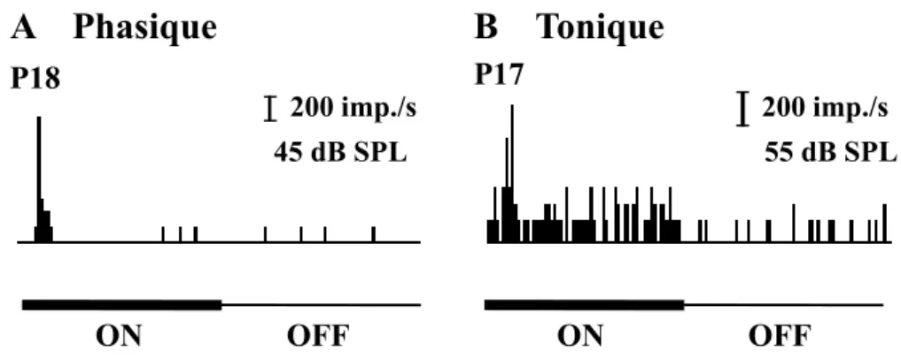 Figure 3: Réponses de deux neurones auditifs du collicule supérieur lors de la présentation  en  champ  libre  d’un  bruit  gaussien  dans  l’hémichamp  controlatéral  (durée  de  la  stimulation:  200  ms,  durée  d’enregistrement:  400  ms)