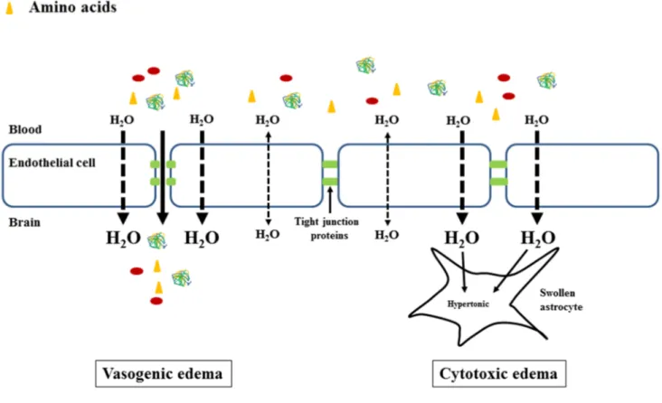 Figure 3. Vasogenic and cytotoxic brain edema. Left panel: vasogenic brain edema appears as a  consequence of a physical breakdown of the BBB that allows plasma macromolecules (proteins) and  other compounds to cross the BBB and accumulate in the extracell