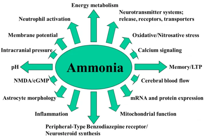 Figure 5. Neurotoxic effects of ammonia. After Bosoi and Rose, 2009 with the publisher's permission